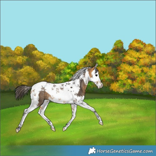 Horse Color:Buckskin Splash Tobiano Rabicano 
