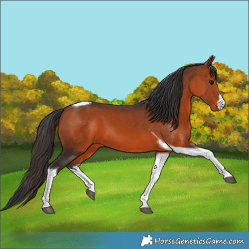 Horse Color:White Spotted Bay Tobiano 