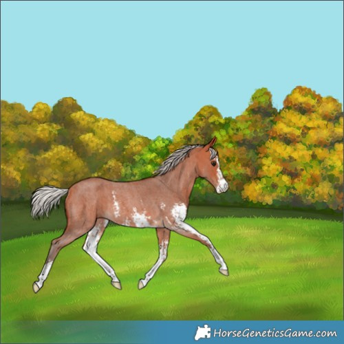 Horse Color:Silver Bay Roan Sabino Rabicano 