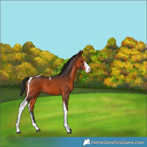 Horse Color:Brown Sabino Tobiano 