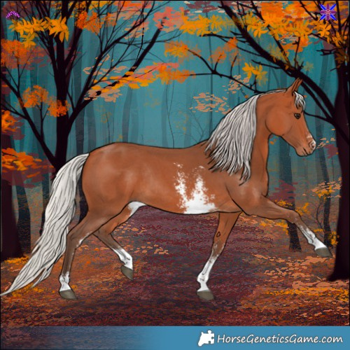 Horse Color:Silver Bay Sabino Rabicano 