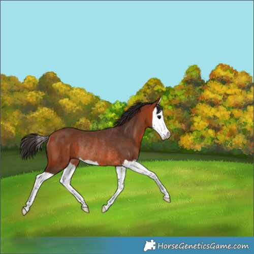 Horse Color:Bay Splash Rabicano 