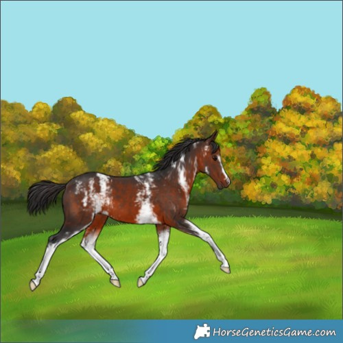 Horse Color:White Spotted Brown 