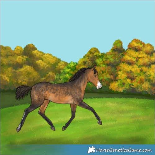 Horse Color:Buckskin Sabino 
