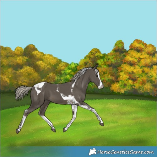 Horse Color:Silver Smoky Black Splash Tobiano 