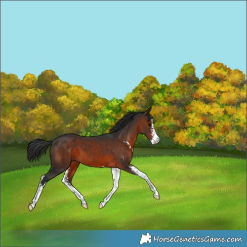 Horse Color:Brown Sabino 
