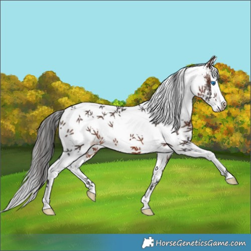 Horse Color:White Spotted Brown Splash 