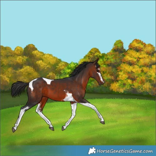 Horse Color:White Spotted Brown Tobiano 