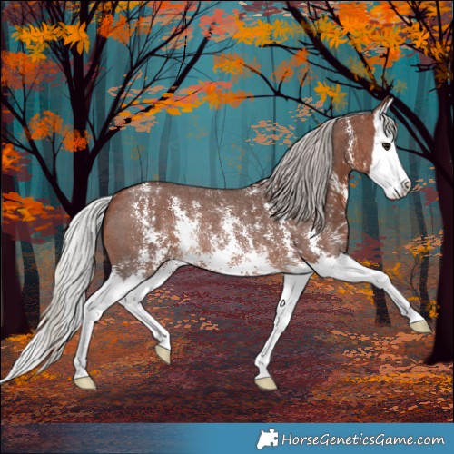 Horse Color:Silver Bay Sabino Splash Rabicano 