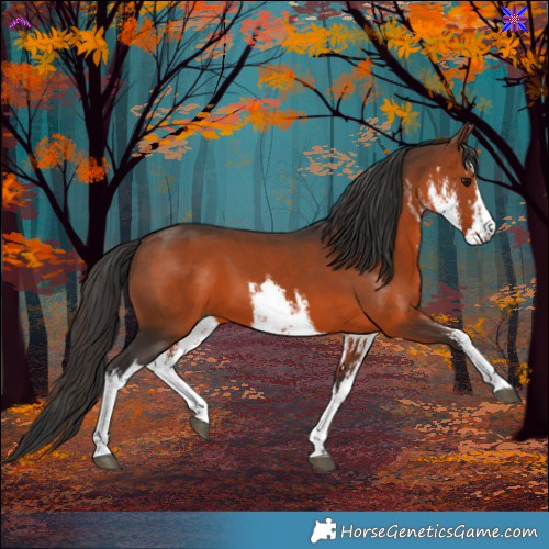 Horse Color:White Spotted Brown 