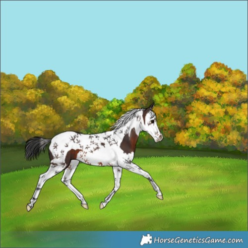 Horse Color:Brown Splash Tobiano 