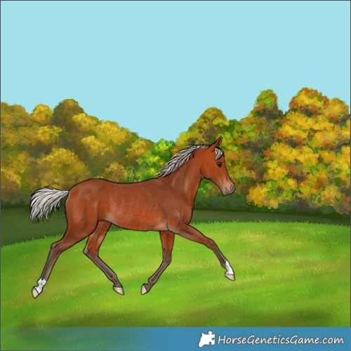 Horse Color:Silver Bay Rabicano 