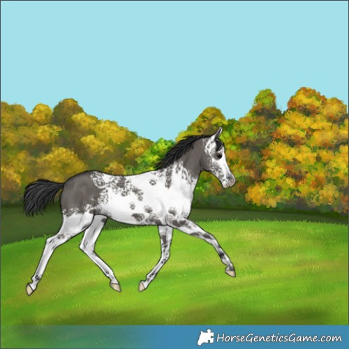 Horse Color:White Spotted Grullo Splash 