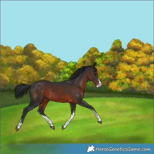 Horse Color:Brown Sabino 