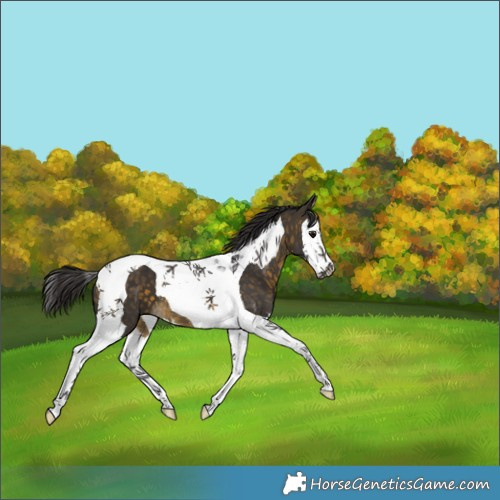 Horse Color:Buckskin Splash Tobiano 