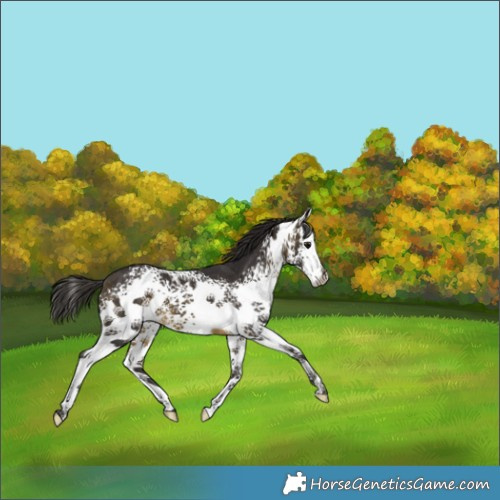 Horse Color:White Spotted Buckskin Splash 