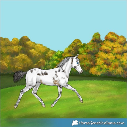 Horse Color:White Spotted Buckskin Splash 