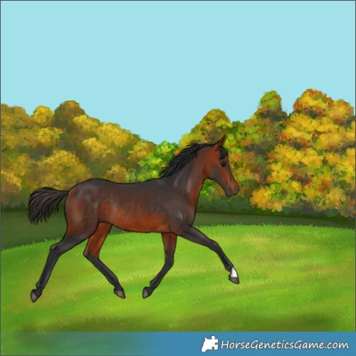 Horse Color:Bay Rabicano 