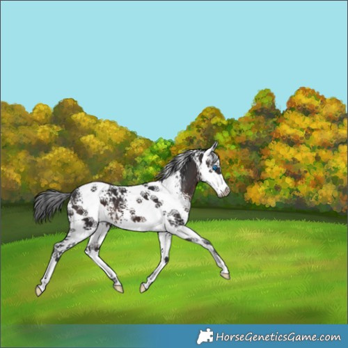 Horse Color:White Spotted Brown Splash 