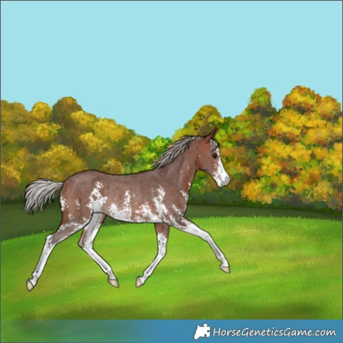Horse Color:Silver Bay Sabino Rabicano 