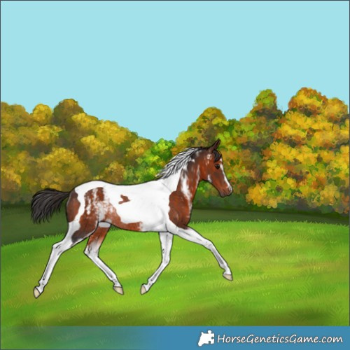 Horse Color:White Spotted Brown Tobiano Rabicano 