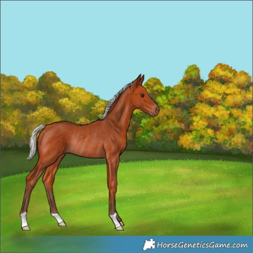 Horse Color:Silver Bay Rabicano 