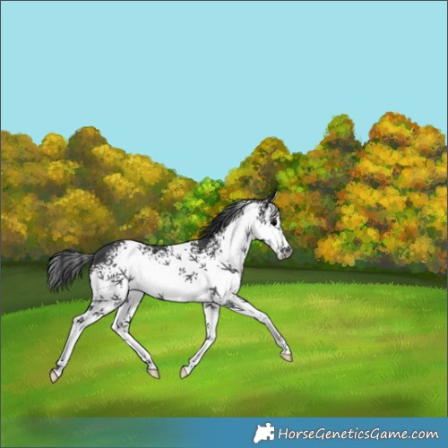 Horse Color:White Spotted Black Splash 
