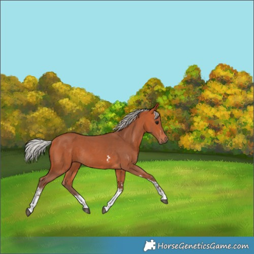 Horse Color:Silver Bay Sabino Rabicano 