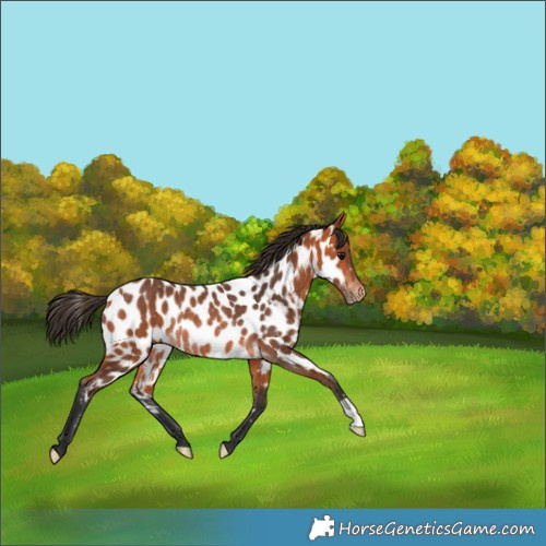 Horse Color:Bay Appaloosa Rabicano 