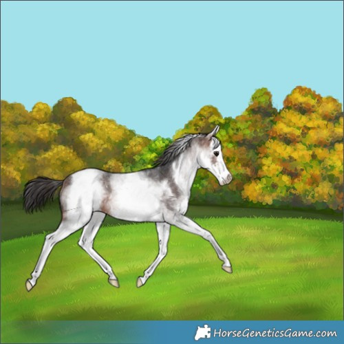 Horse Color:White Spotted Bay Sabino Splash Rabicano 