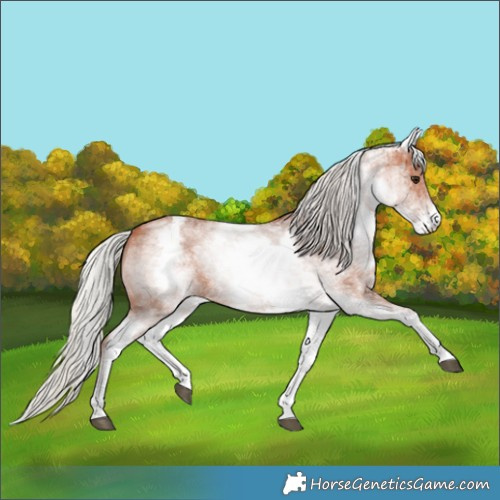 Horse Color:White Spotted Silver Bay Sabino Rabicano 
