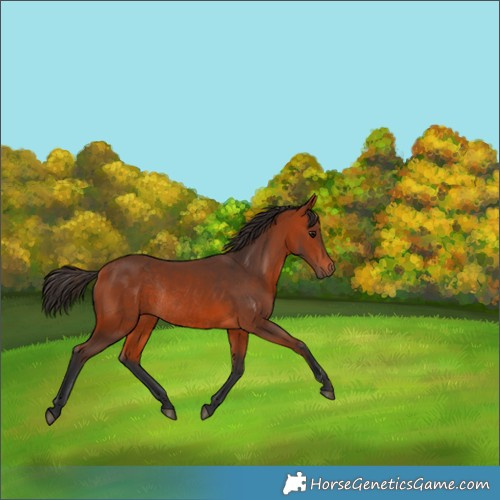 Horse Color:Bay Rabicano 