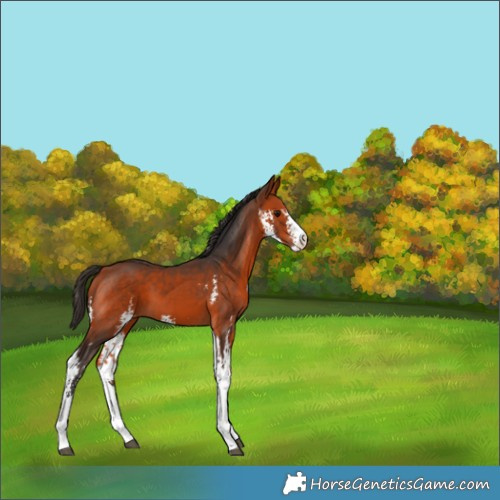 Horse Color:Bay Sabino 