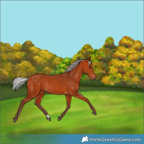 Horse Color:Silver Bay Rabicano 