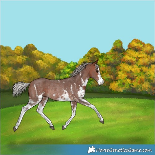 Horse Color:Silver Bay Sabino Rabicano 