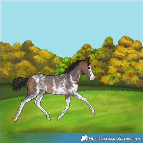 Horse Color:White Spotted Bay Sabino Rabicano 