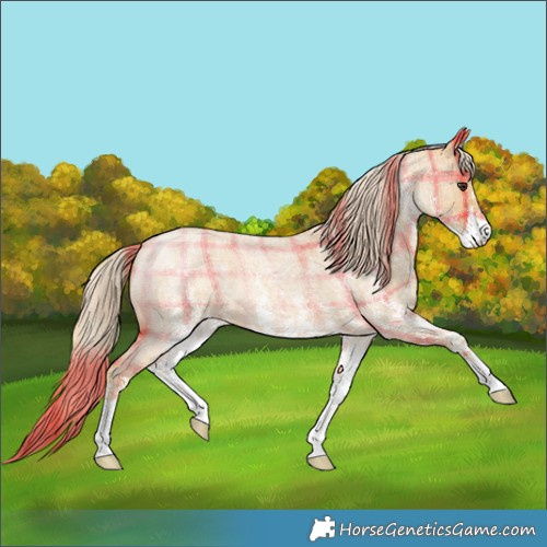 Horse Color:Plaid  White Spotted Red Roan 