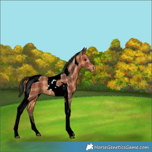 Horse Color:Plaid  Bay Tobiano Appaloosa Rabicano 