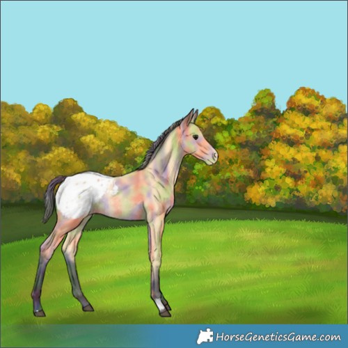 Horse Color:Nacre Buckskin Appaloosa Rabicano 