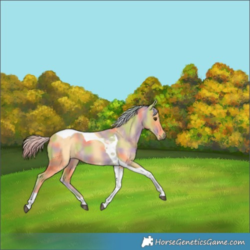 Horse Color:Nacre Palomino Tobiano 