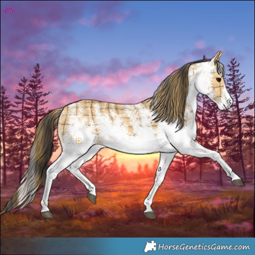 Horse Color:Plaid  White Spotted Buckskin 