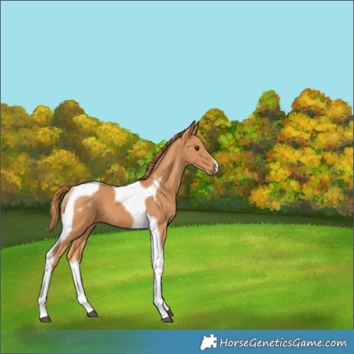 Horse Color:Chestnut Tobiano 