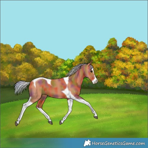 Horse Color:Nacre Silver Bay Splash Tobiano 
