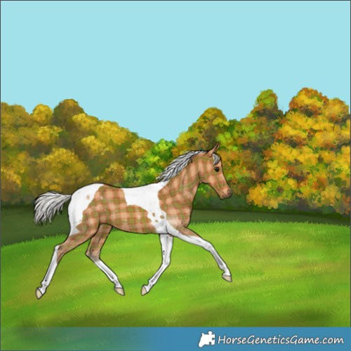Horse Color:Plaid  Silver Bay Tobiano 
