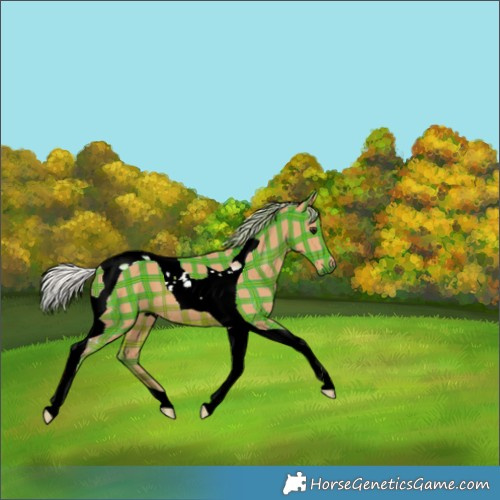 Horse Color:Plaid  Silver Bay Tobiano 