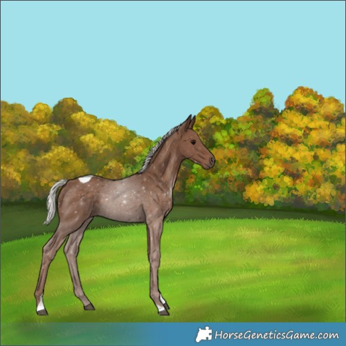 Horse Color:Silver Black Tobiano 