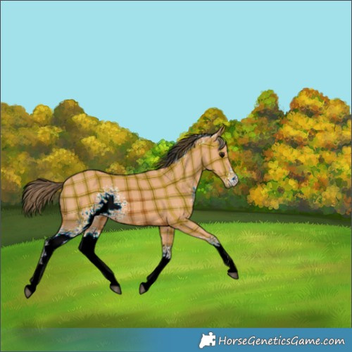 Horse Color:Plaid  White Spotted Bay 
