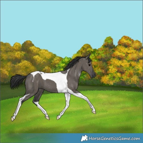 Horse Color:Grullo Tobiano 