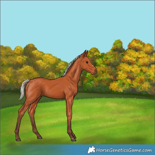 Horse Color:Silver Bay 