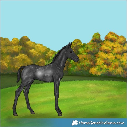 Horse Color:Black 